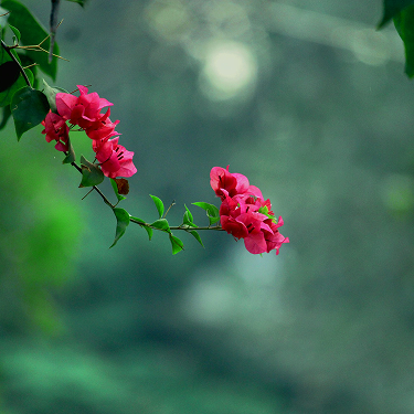 Розовые бутоны