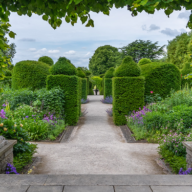 Декоративные растения