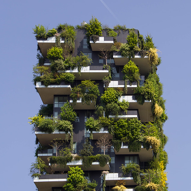 Декоративные растения